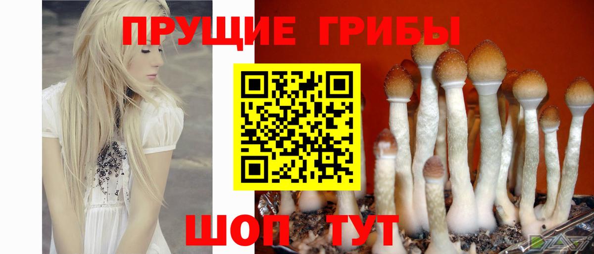 Псилоцибиновые грибы MAGIC MUSHROOMS  Галлюциногенные грибы Psilocybe  Киселёвск  Вход с VPN 
